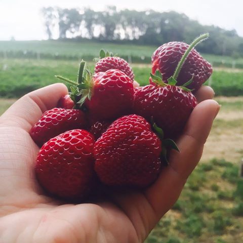 Beautiful Freshly Picked Strawberries